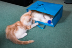 Kittens July-August 2013